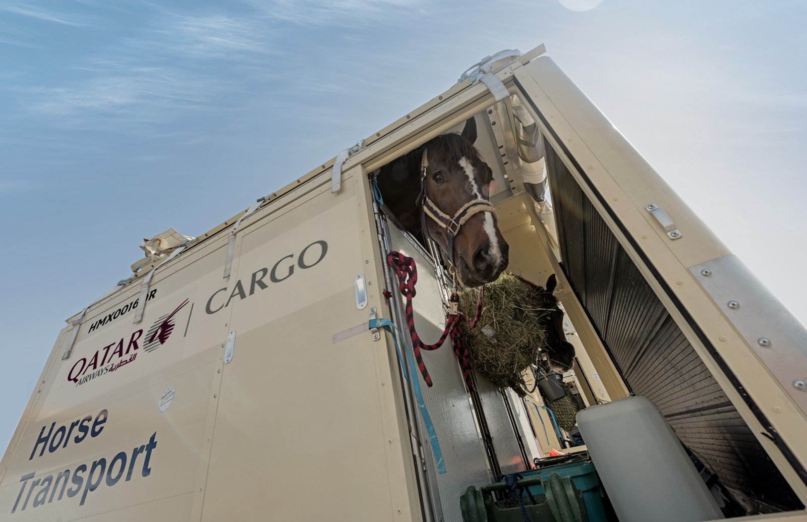 Horse in comfortable container ULD tranport by airplane - bijgesneden