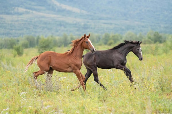 Horses on land