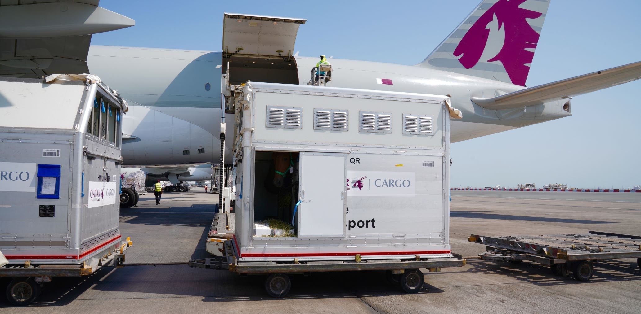 Qatar cargo horse transport ULD in front of plane