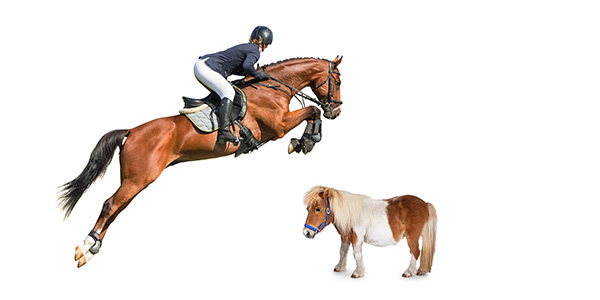 jumping horse shetland pony size difference